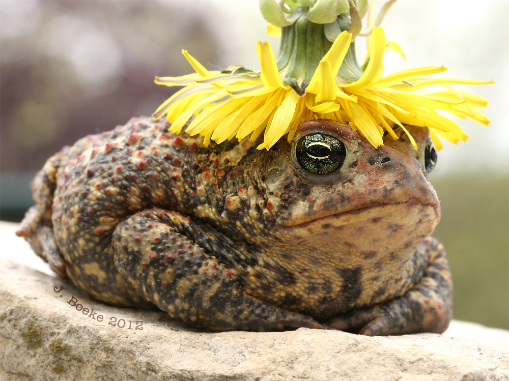 toad-dandelion.jpg